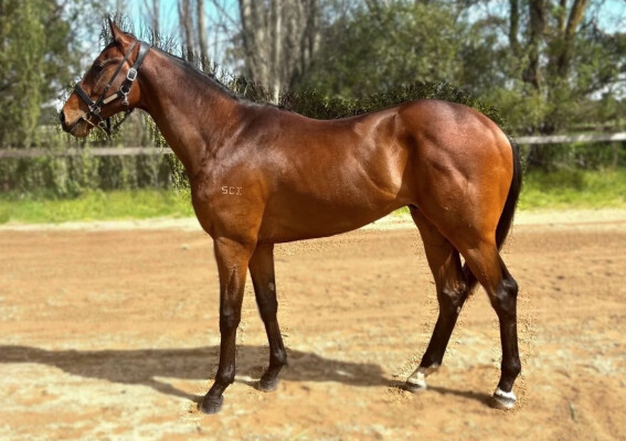 Lot 122: Hanseatic / Scarlet Charge