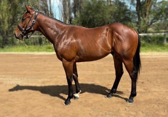 Lot 94: Rubick / Passport to Fun