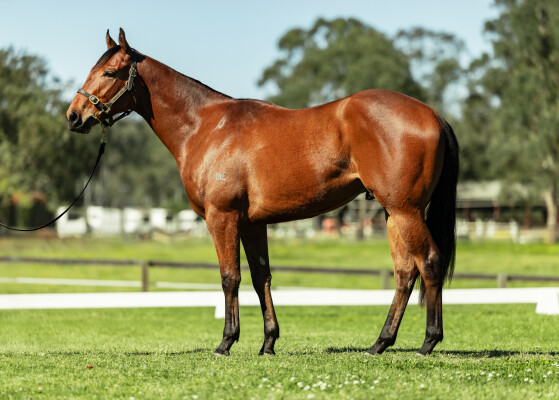 Lot 19: All Too Hard / Friendly Donna