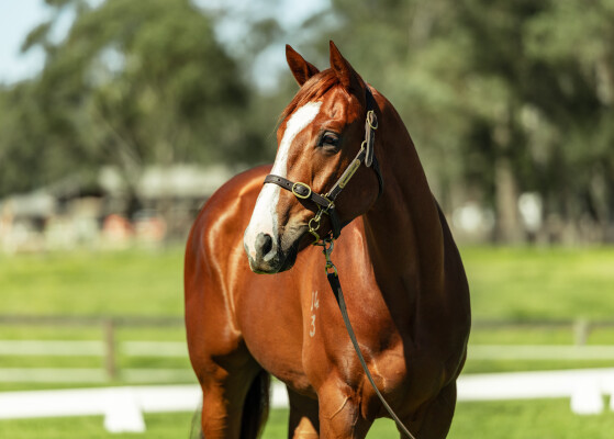 Lot 21: Trapeze Artist / Further