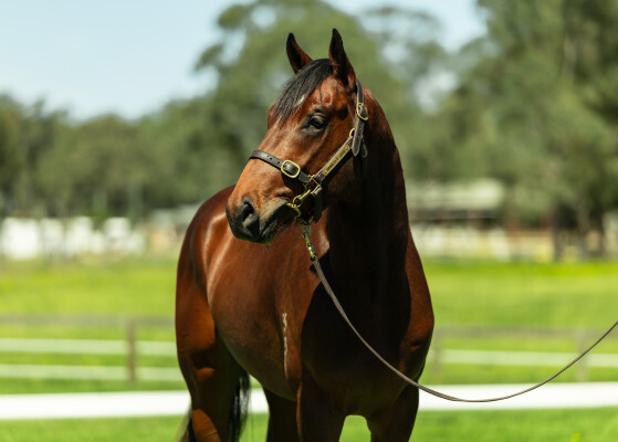 Lot 26: Stay Inside / Gust of Wind (NZ)