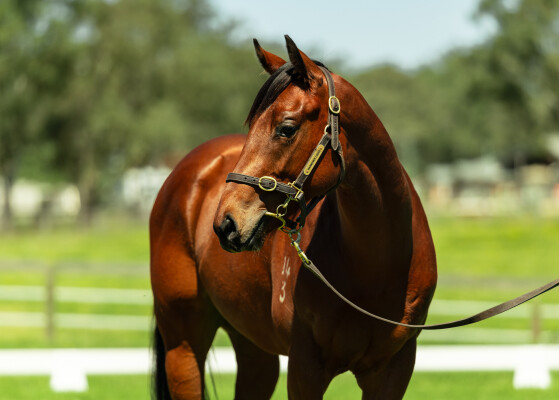 Lot 33: Graff / Hot Royal