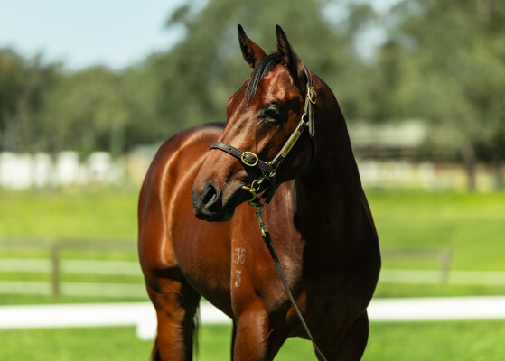 Lot 74: Harry Angel (IRE) / Miss Severina