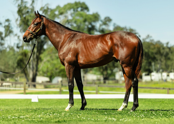 Lot 82: Churchill (IRE) / Natanya