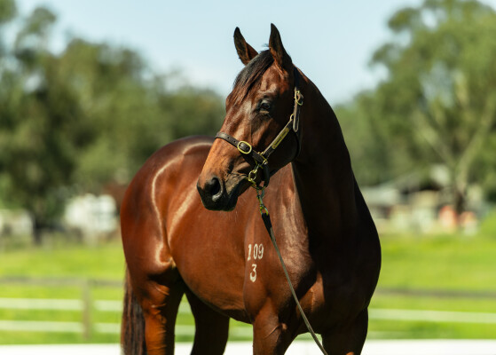 Lot 82: Churchill (IRE) / Natanya