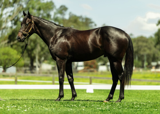 Lot 99: Dirty Work / Pompeia