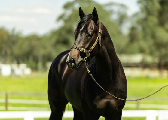 Lot 99: Dirty Work / Pompeia