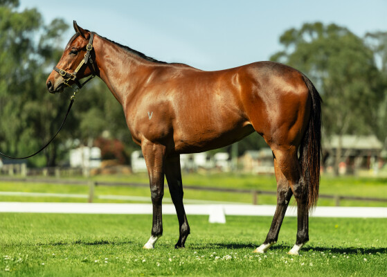 Lot 108: Exceedance / Pussycat Dream (GB)