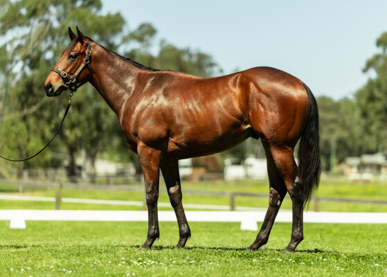 Lot 114: Trapeze Artist / Rogue Agent