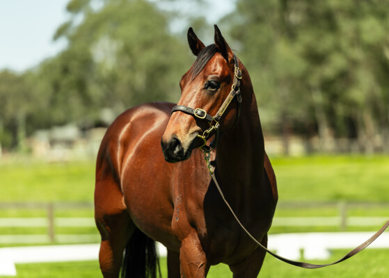 Lot 114: Trapeze Artist / Rogue Agent