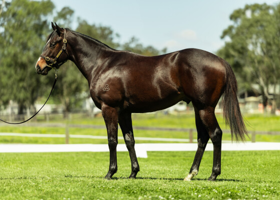 Lot 116: Palace Pier (GB) / Royal Collection (USA)