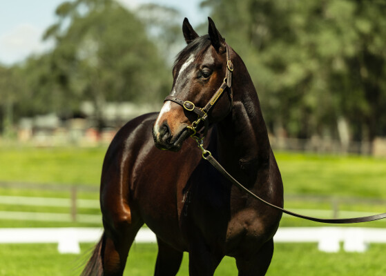 Lot 116: Palace Pier (GB) / Royal Collection (USA)