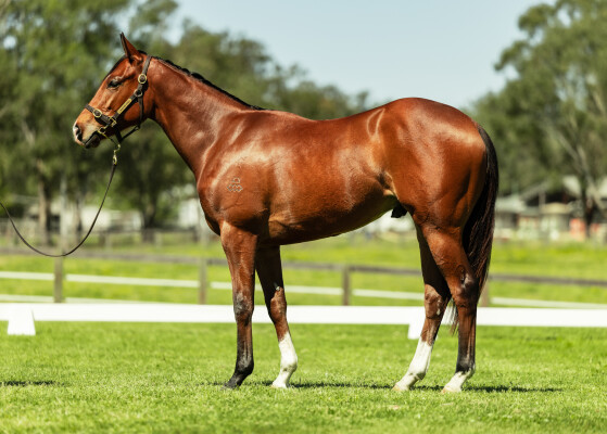 Lot 143: Showtime / The Closer