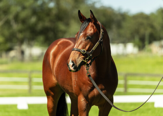 Lot 143: Showtime / The Closer