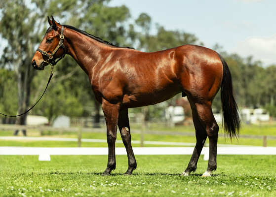 Lot 182: Bivouac / Arabian Diamond