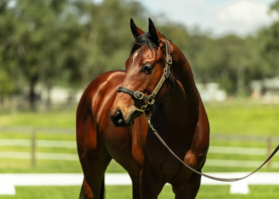 Lot 182: Bivouac / Arabian Diamond