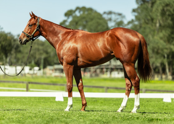 Lot 221: Profiteer / Duchess Dashalot