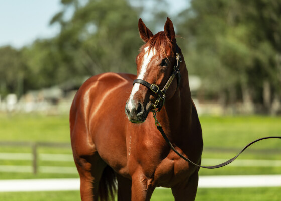 Lot 221: Profiteer / Duchess Dashalot