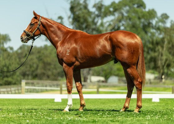 Lot 222: The Autumn Sun / Dynamic Lips (IRE)