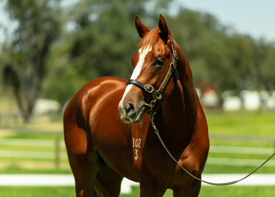 Lot 222: The Autumn Sun / Dynamic Lips (IRE)