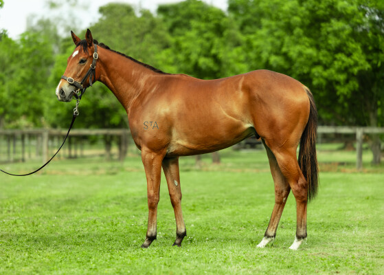 Lot 27: Star Turn / Happiest