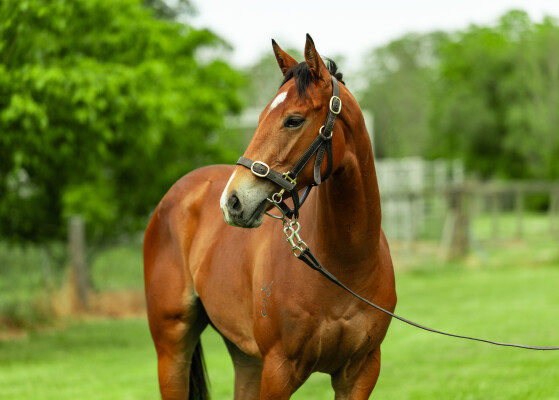 Lot 27: Star Turn / Happiest