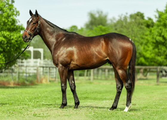 Lot 136: Cool Aza Beel (NZ) / Someone Like You