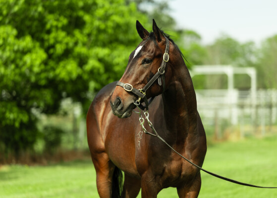 Lot 136: Cool Aza Beel (NZ) / Someone Like You