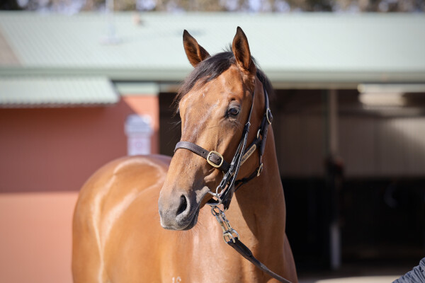 Lot 8: Farnan / Enood