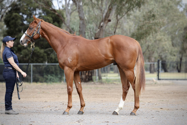 Lot 16: Harry Angel (IRE) / Foxy Touch