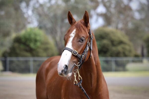 Lot 16: Harry Angel (IRE) / Foxy Touch