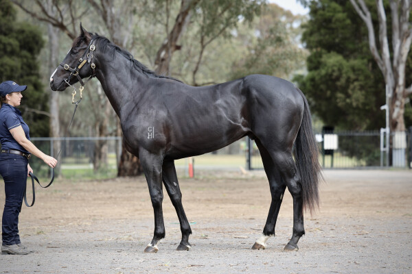 Lot 25: Trapeze Artist / Grande Annee (USA)