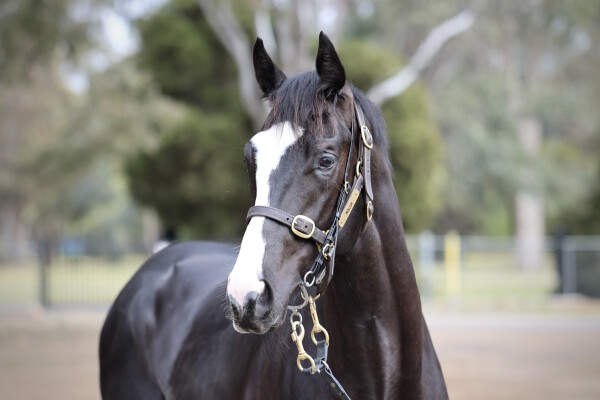 Lot 25: Trapeze Artist / Grande Annee (USA)