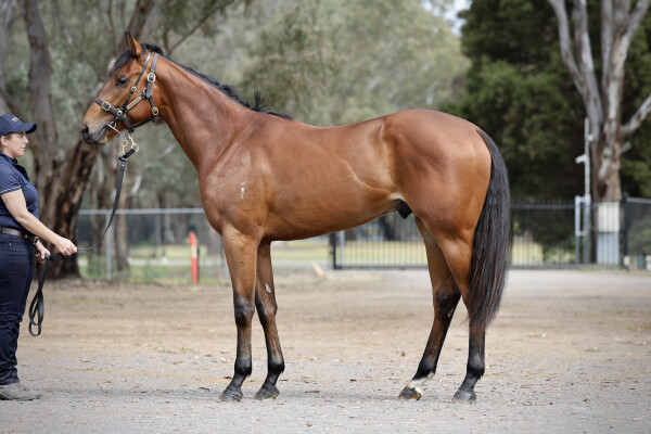 Lot 41: Home Affairs / Ishikari Bay