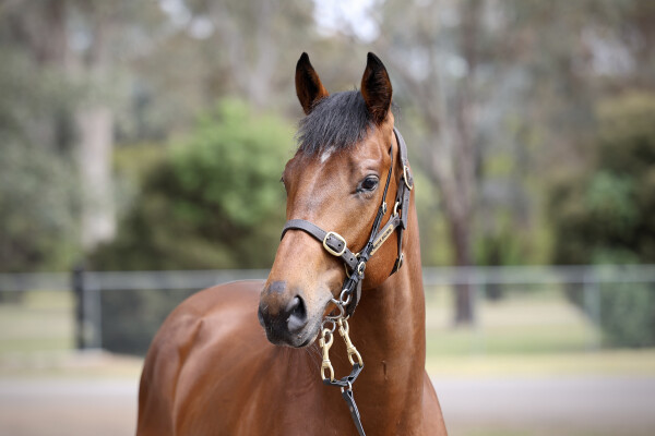 Lot 41: Home Affairs / Ishikari Bay