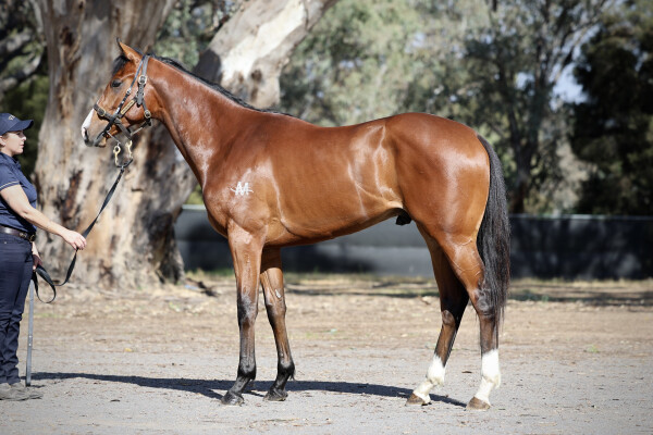 Lot 48: Satono Aladdin (JPN) / Kentucky May (USA)