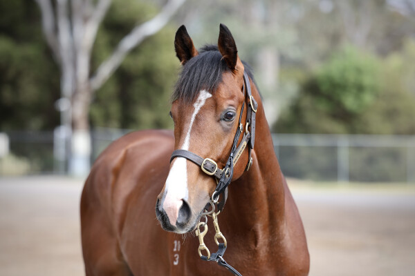 Lot 48: Satono Aladdin (JPN) / Kentucky May (USA)