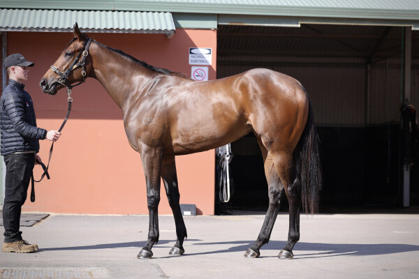 Lot 89: Zoustar / Ordos Honor
