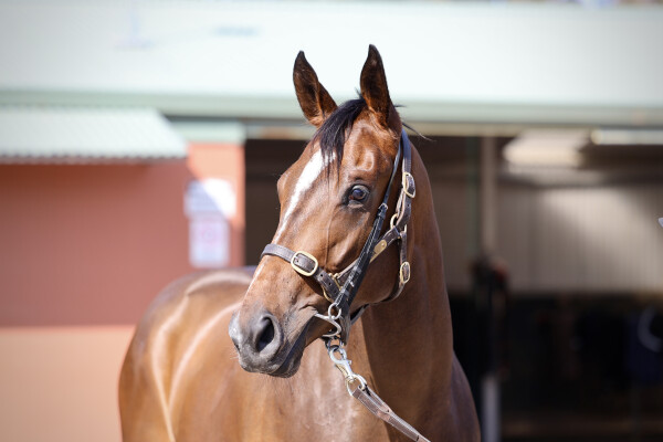 Lot 89: Zoustar / Ordos Honor