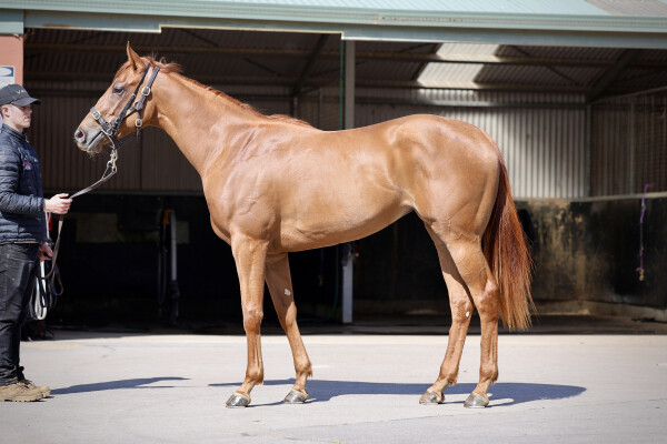 Lot 96: Zoustar / Perfect Gem (NZ)