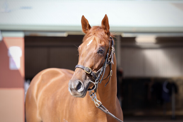 Lot 96: Zoustar / Perfect Gem (NZ)