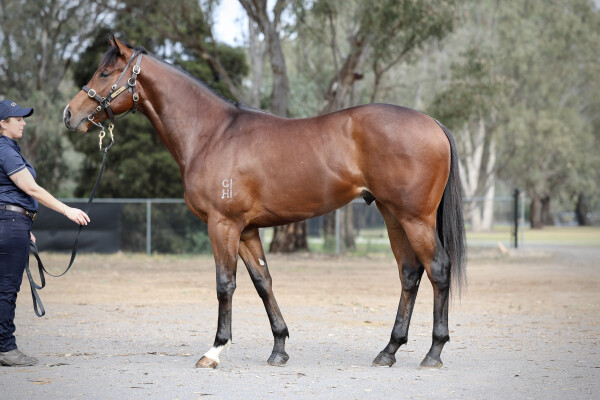 Lot 139: Toronado (IRE) / Stage Princess