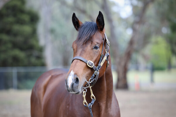 Lot 139: Toronado (IRE) / Stage Princess