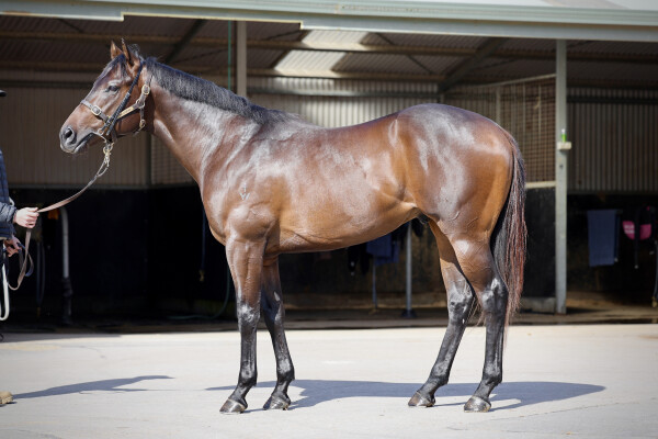 Lot 155: Pinatubo (IRE) / Vain Queen