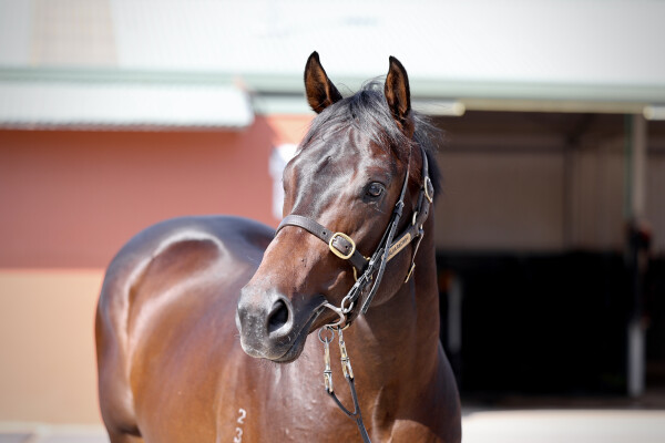 Lot 155: Pinatubo (IRE) / Vain Queen