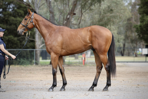 Lot 170: Tagaloa / Acing Shamrock