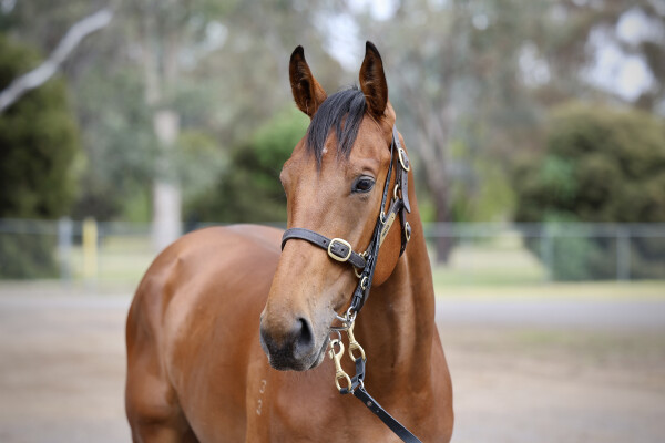Lot 170: Tagaloa / Acing Shamrock
