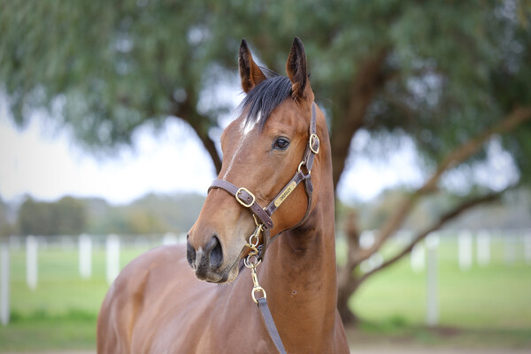 Lot 7: Written Tycoon / Elegant Grace