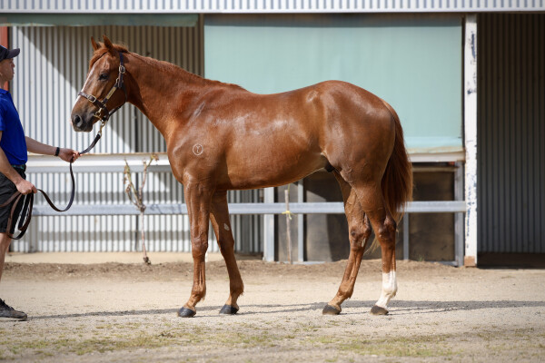 Lot 13: Tagaloa / Fantasy (IRE)