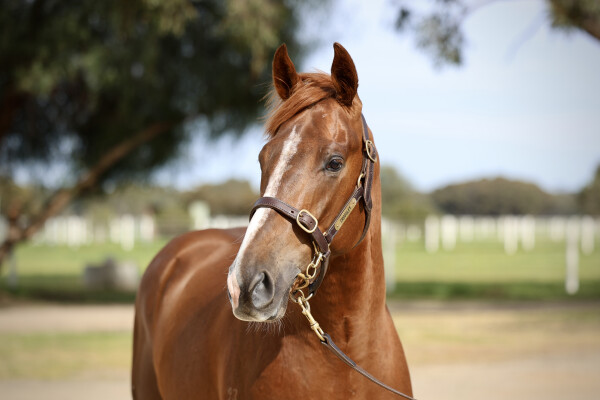 Lot 13: Tagaloa / Fantasy (IRE)